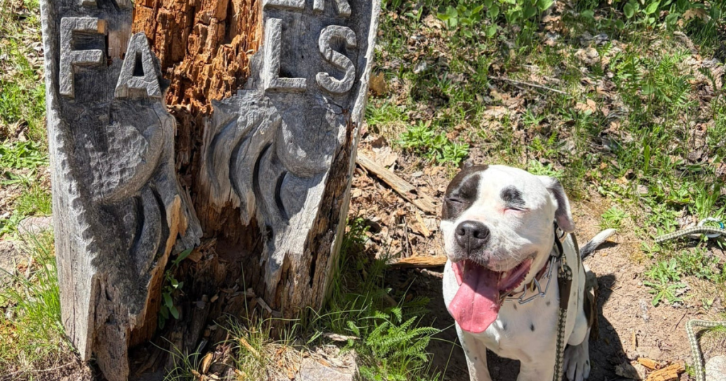 A happy black and white dog smiling next to a carved wooden Dead River Falls trail sign in Marquette, MI.