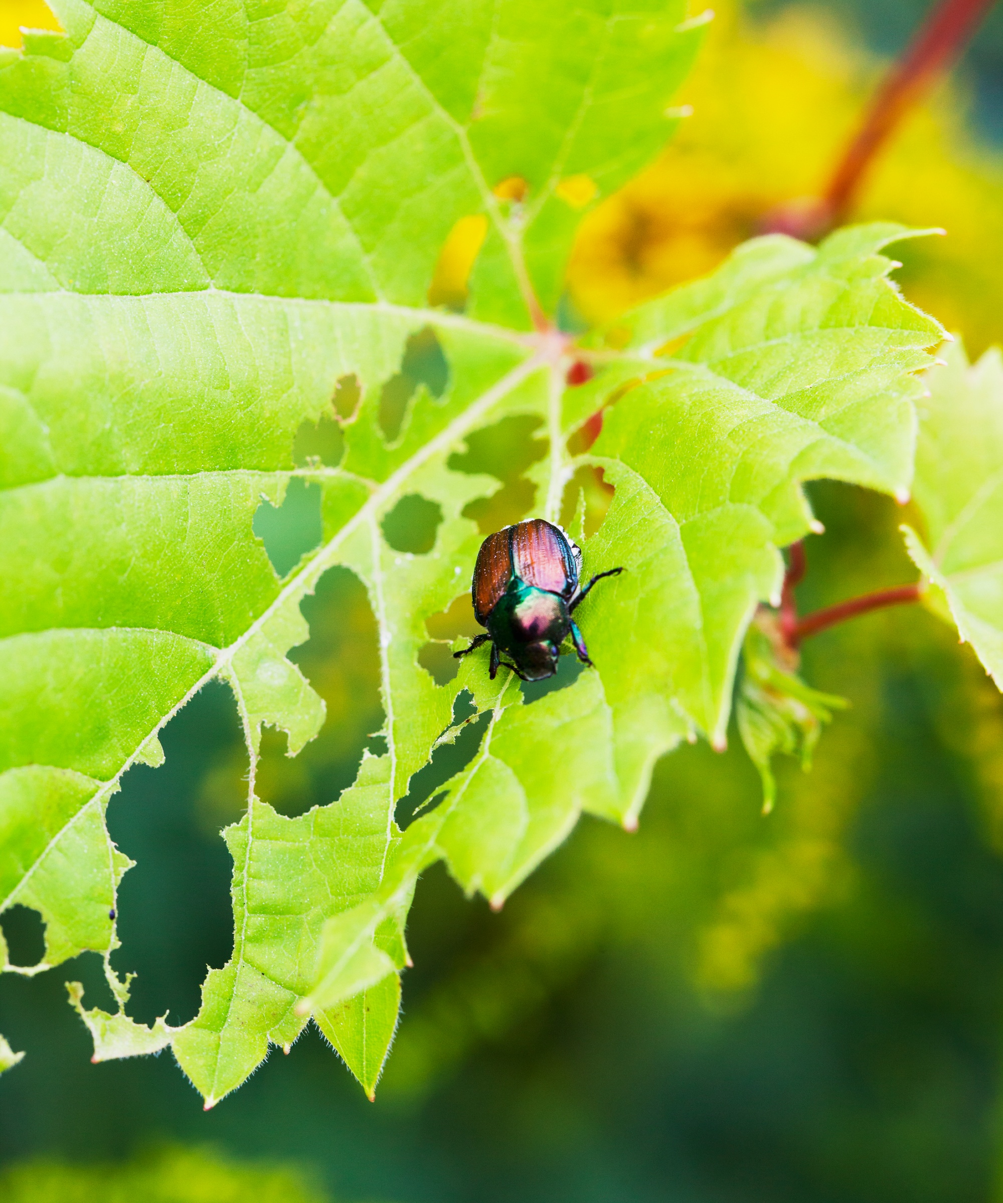 Japanese beetle sitting on top of a large pink flower