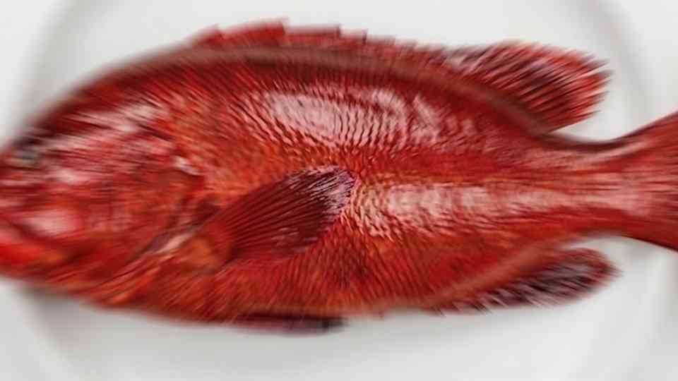 “If it’s red, it’s dead” - Every color led to a stranger animal