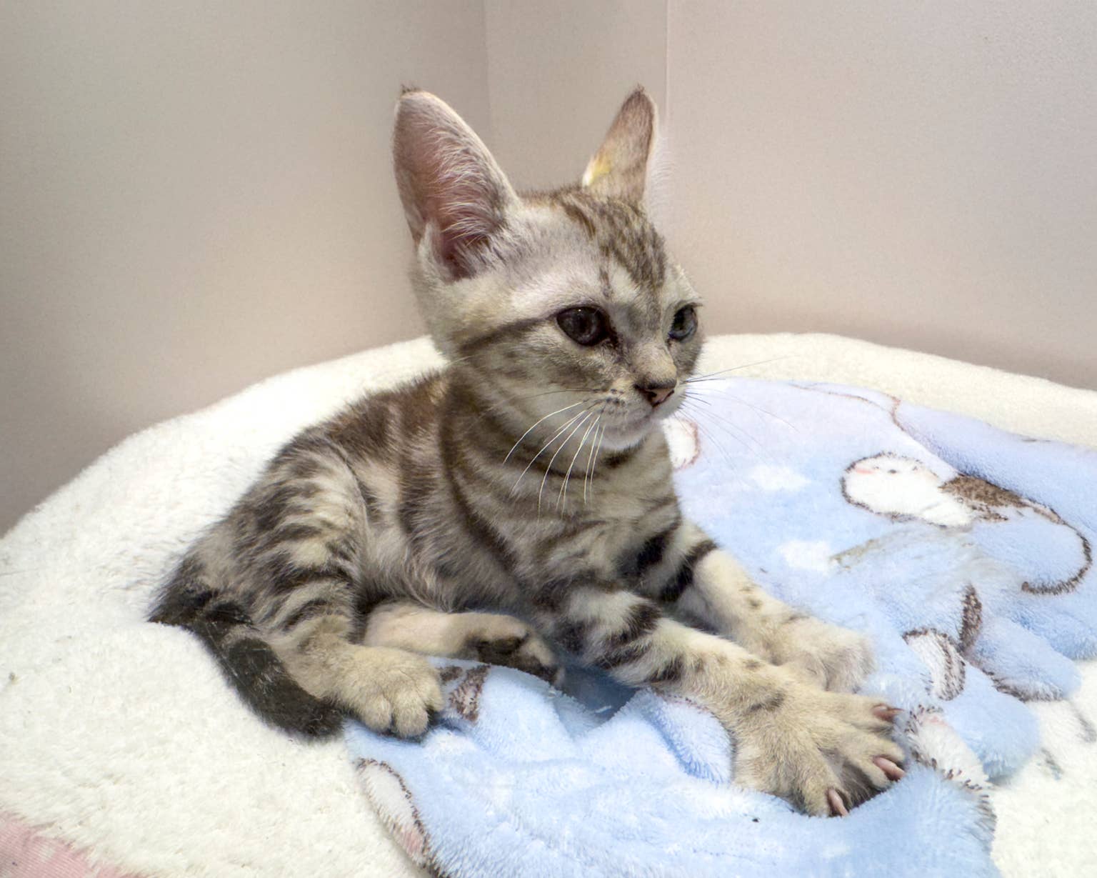 an-american-shorthair-kitten-kneading-on-a-blanket