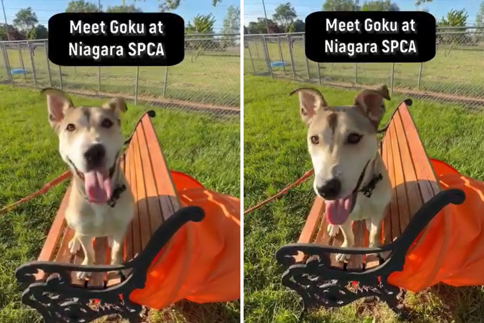 Shelter Staff Shocked by Husky X Greyhound—Asks ‘Have You Ever Seen ...