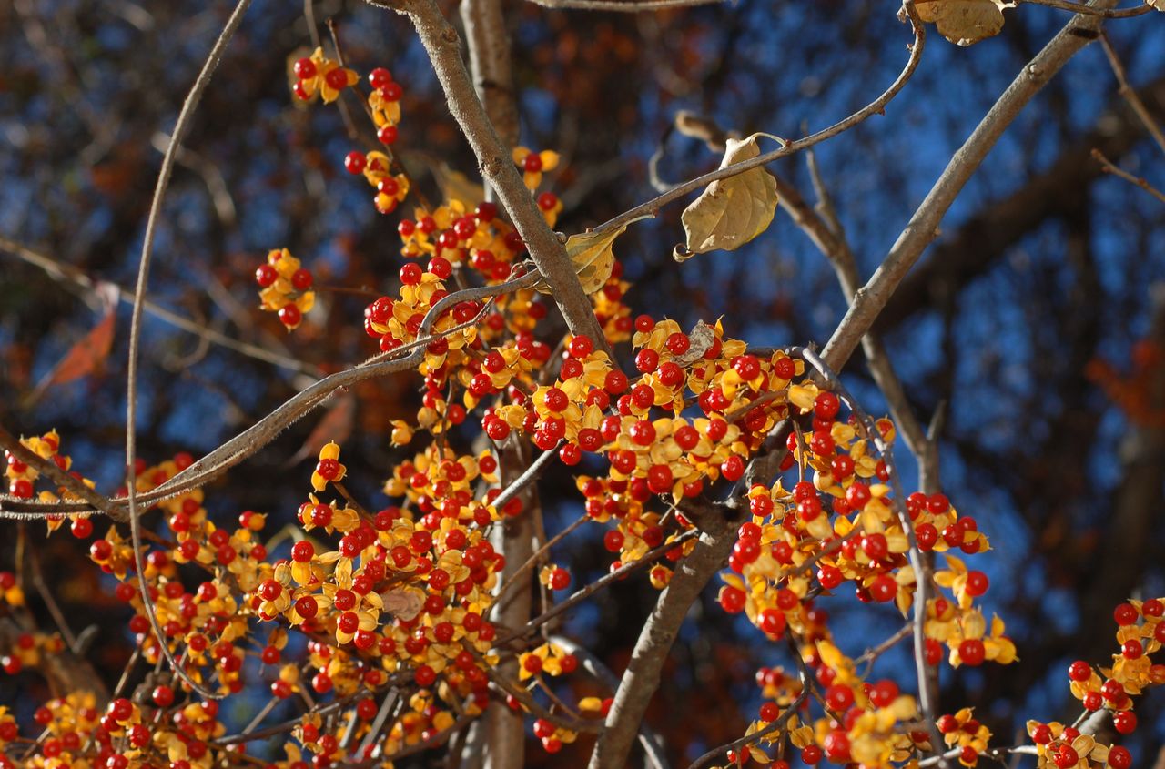 fall berries of bittersweet vine.