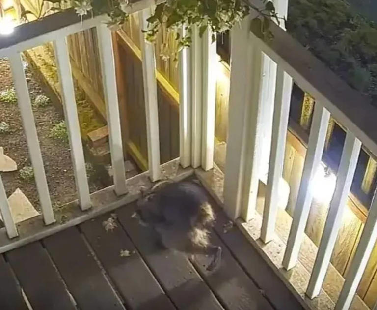 'Jimothy' the deformed Seattle raccoon creeps out residents as vet ...