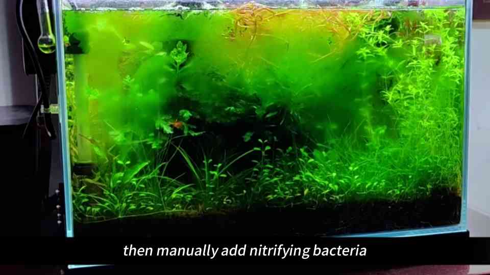 Your clean fish tank is actually a death trap