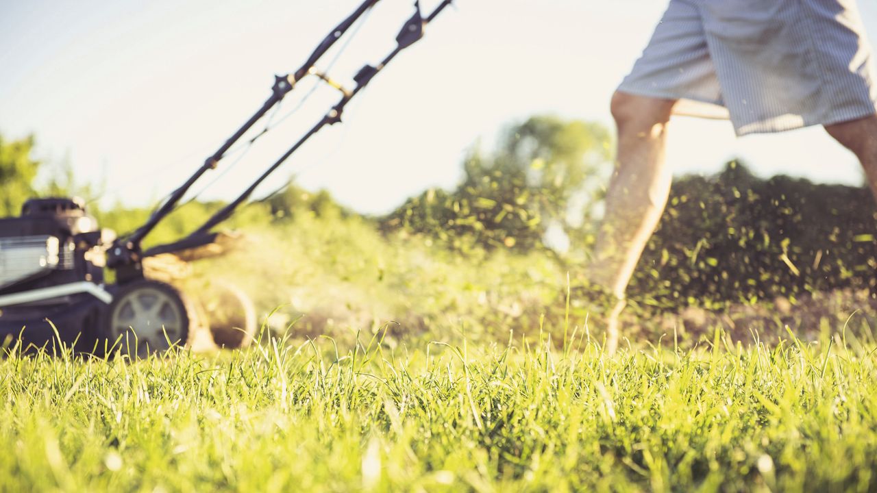 A gardener is mowing the lawn on a sunny evening, and leaving the grass clippings behind