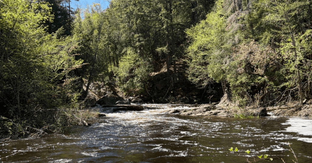 Wide view of the rushing Dead River flowing through a dense forest trail in Marquette, Michigan.