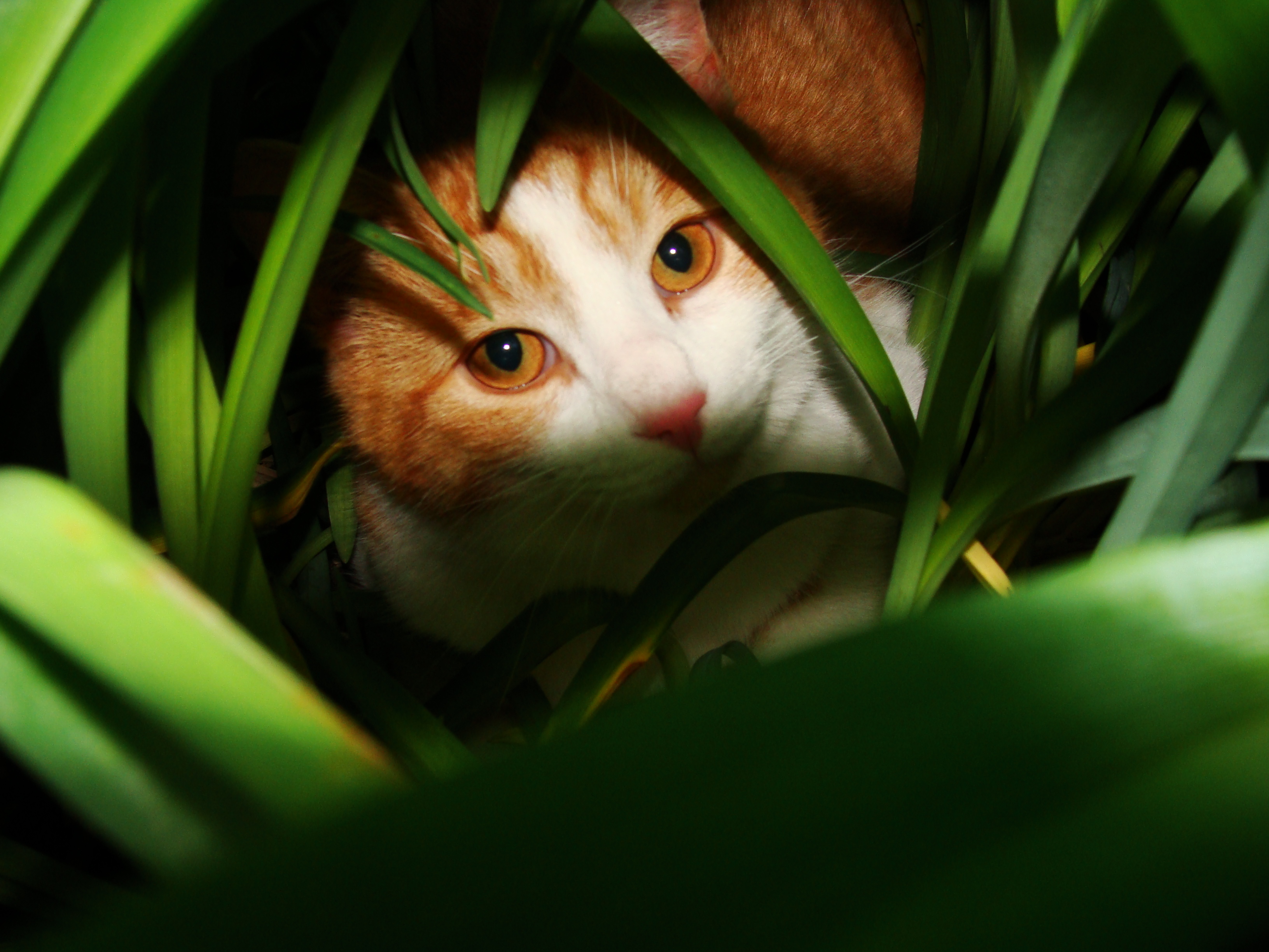 In the bushes on a summer day, the photographer’s cat plays and looks up at the camera.