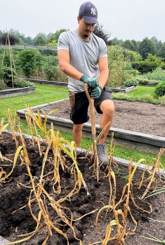 A person is working in a garden pulling a plant from a raised bed