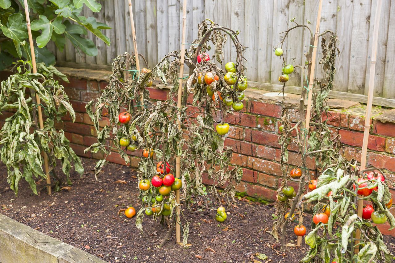 Wilting tomato plants