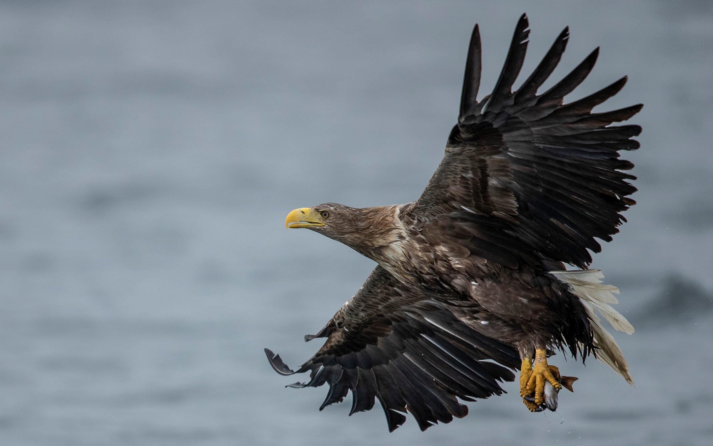 A white-tailed sea eagle comes in to catch a fish thrown overboard from a wildlife viewing boat on June 9, 2019 on the Isle of Mull, Scotland