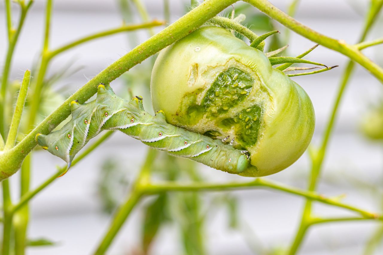 Tomato hornworm eating tomato.