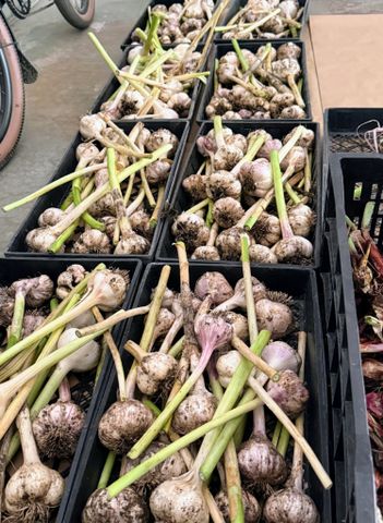 Freshly harvested garlic placed in black crates