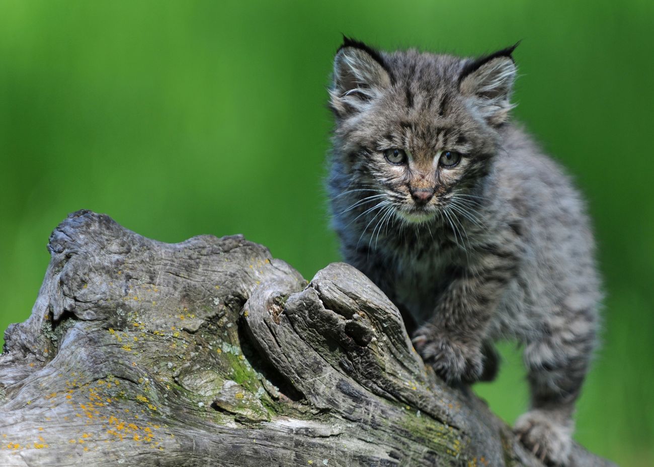 A bobcat kitten hunts in Kalispell, Montana