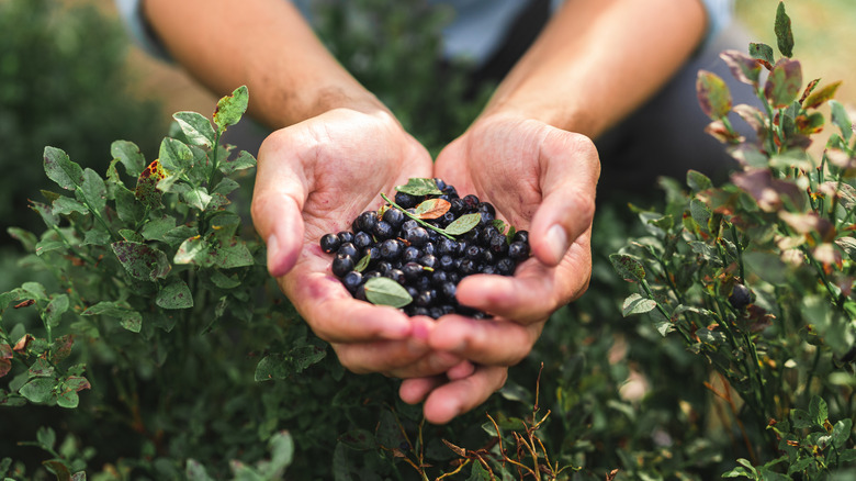 10 mistakes everyone makes with blueberries