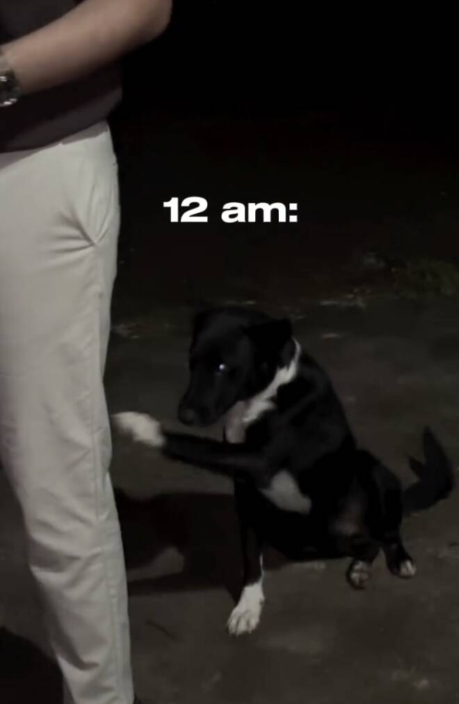 Stray dog keeps offering couple his paw — trying to tell them something important