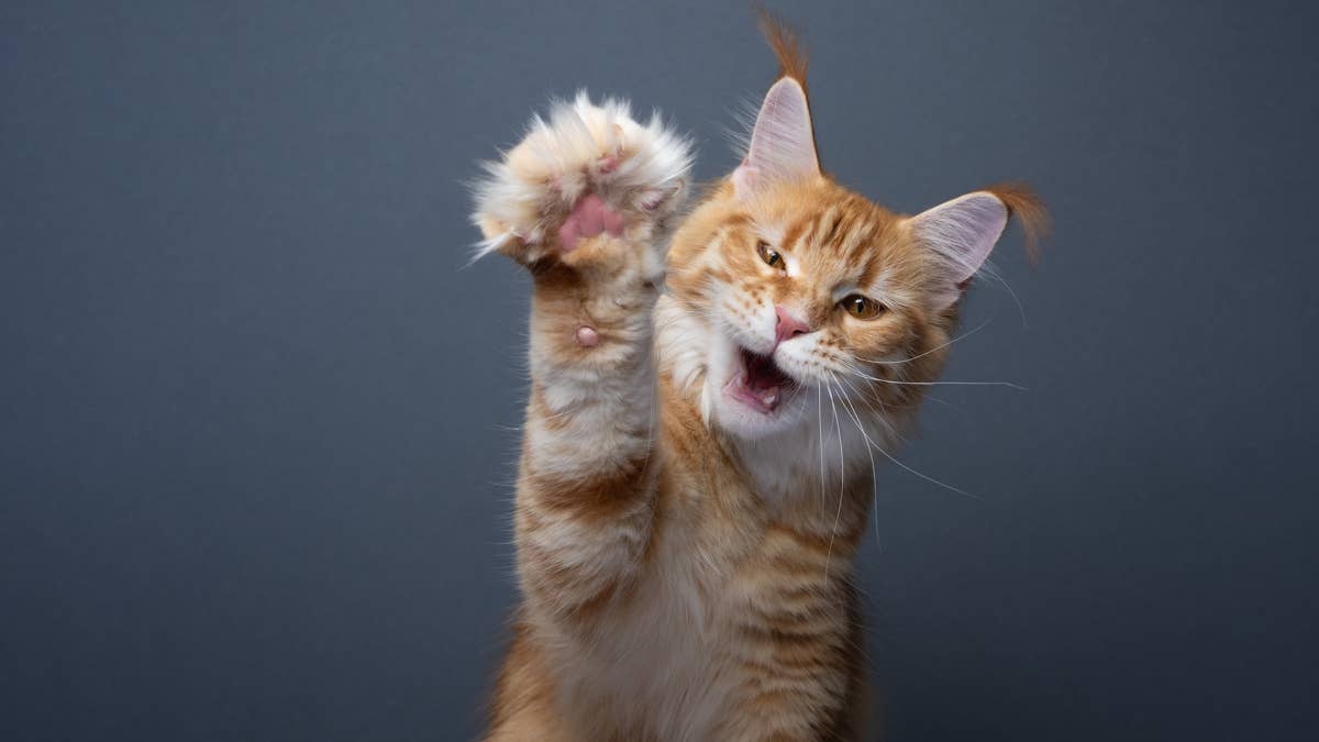 Tiny Tangerine Maine Coon Kitten Is Her Gorgeous Mama's Mini-Me