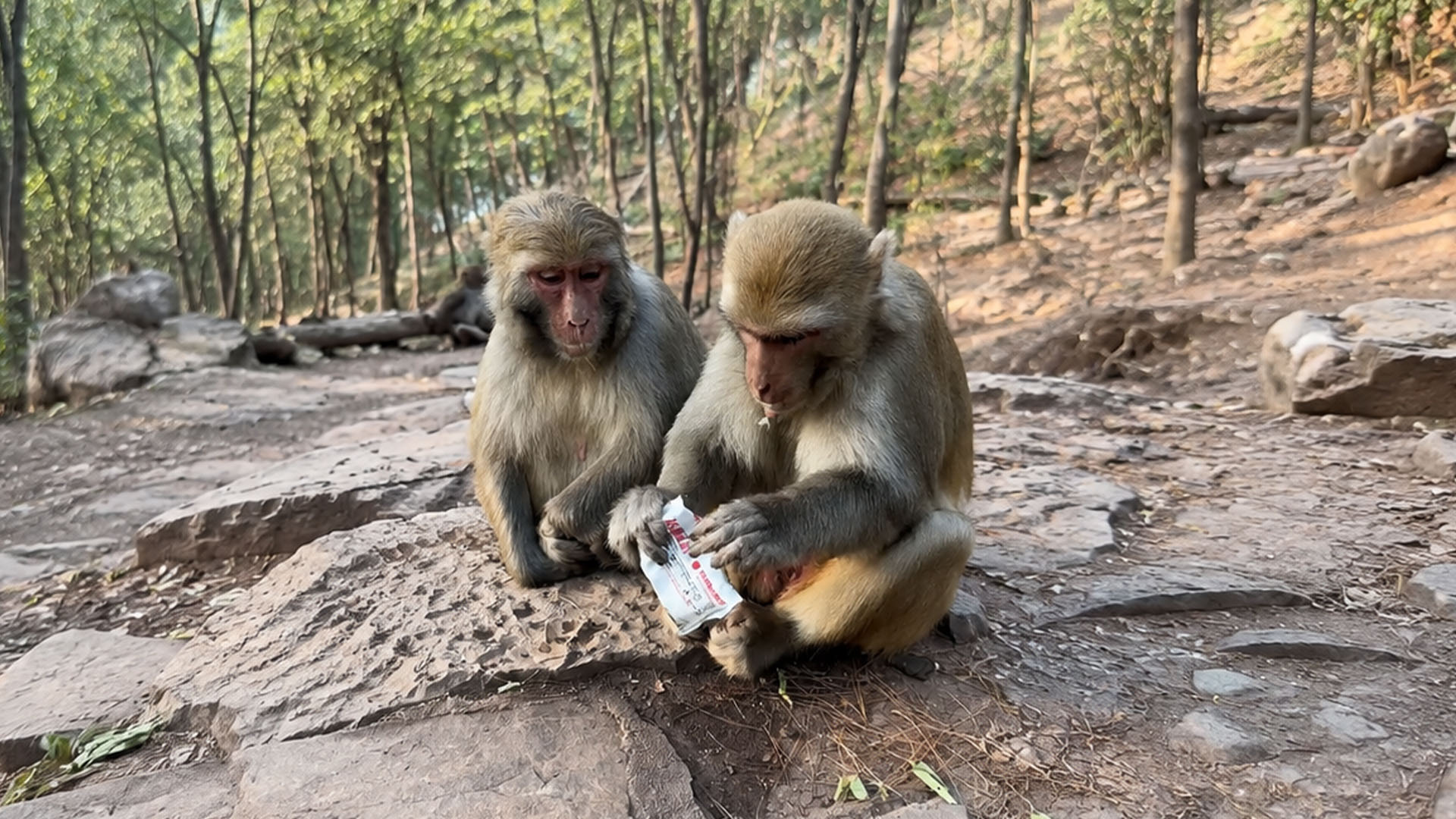 Two curious monkeys pause to inspect a package in nature
