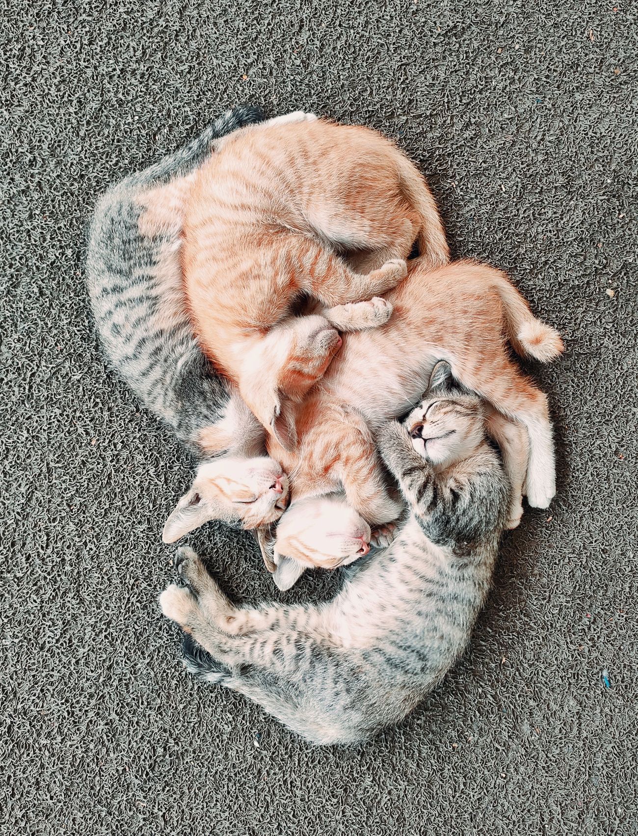 Four kittens sleep on the floor of a coffee shop