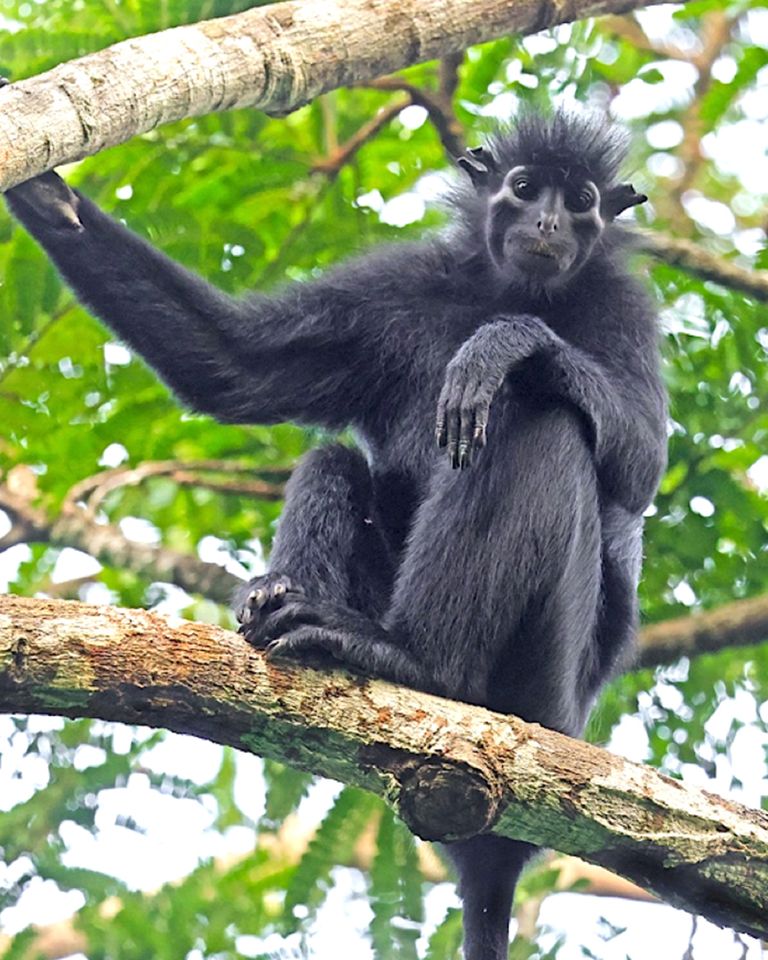 Likweli: A remarkable new species of Colobus monkey from the Lomami National Park, Democratic Republic of Congo