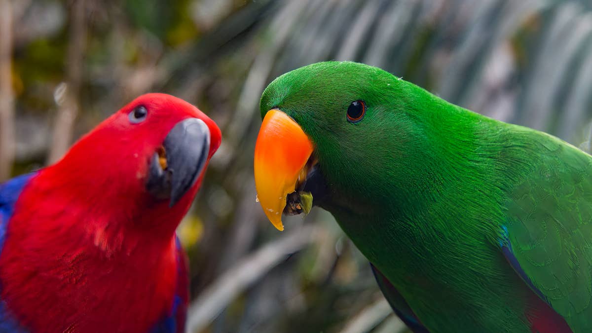Parrot Parents' Sweet Devotion to Their Growing Family Is Heart-Melting