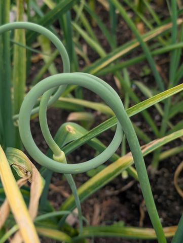 A closeup of a curly garlic scape in a garden with green leaves in the background