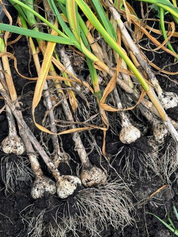 Harvested garlic bulbs with stems and roots in soil organized in rows