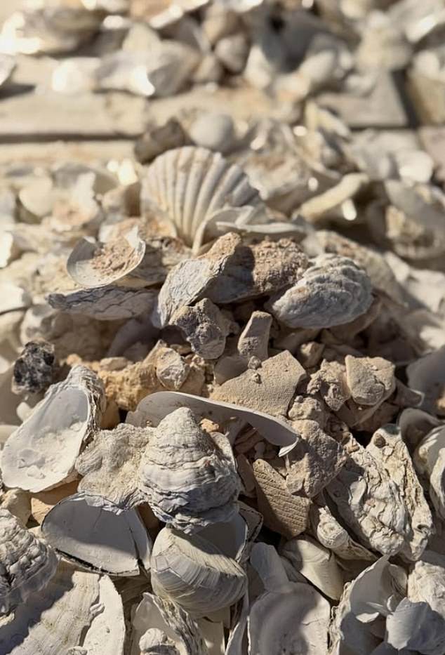 'We're experimenting with making hemp blocks, replacing concrete with two materials that restore the environment - hemp, possibly the best plant on earth at repairing and restoring soil health, and of course oysters, nature's ultimate ocean restorer,' he explained