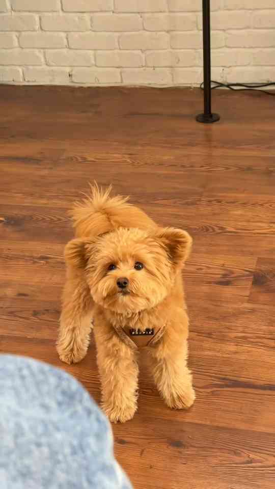 Grumpy pomapoo shows his funniest angry reaction