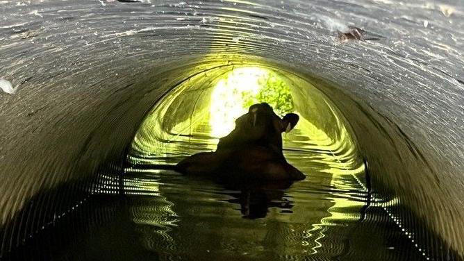 Cow stuck in tunnel gets rescued by firefighters