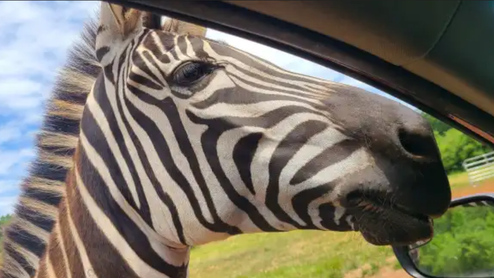 A zebra sticks its head inside of the car at a drive-thru safari in Commerce, Georgia.