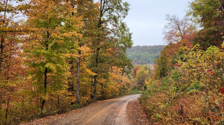 Dirt path winding through a forested area during the fall in Lake Fort Smith State Park, Arkansas
