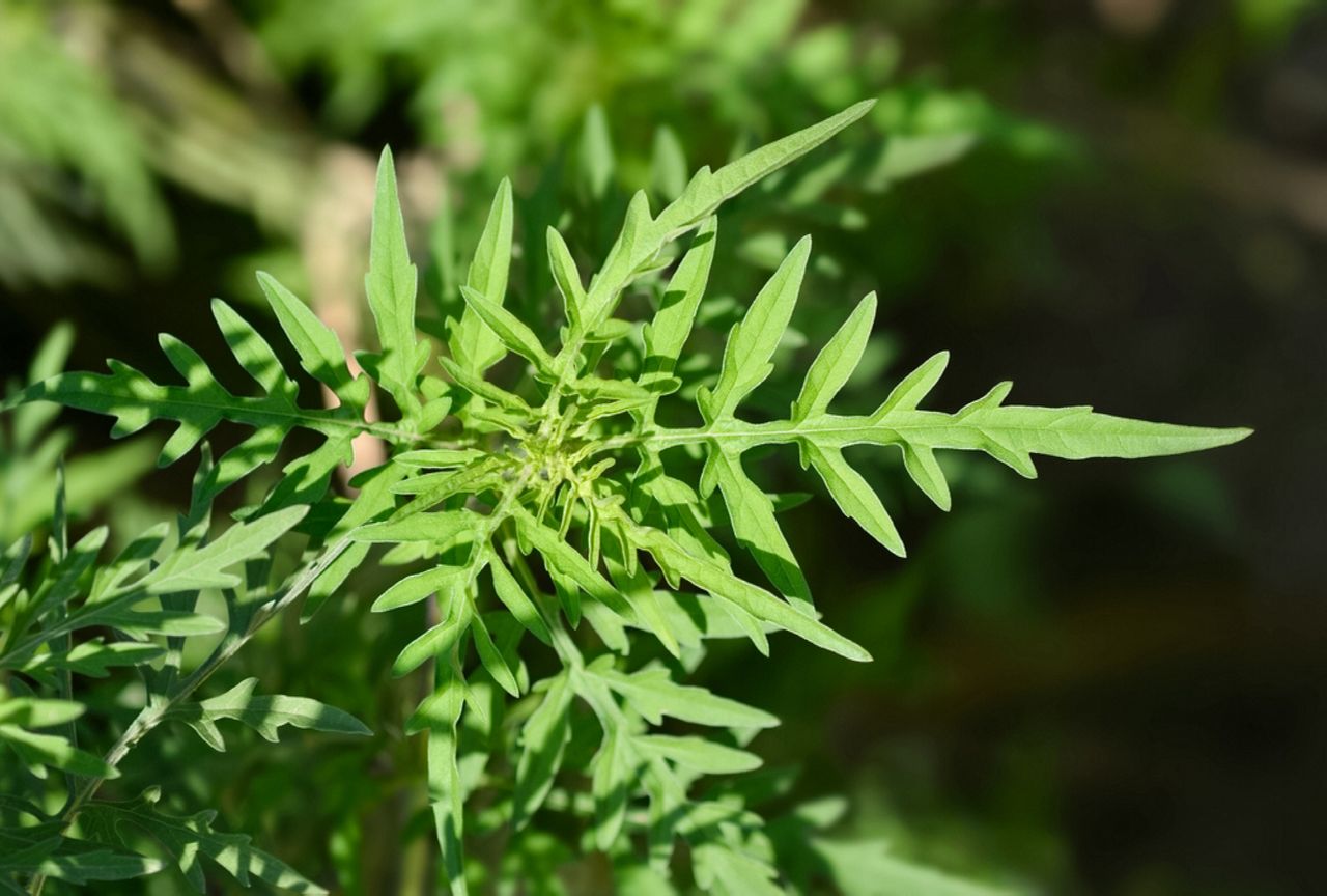 Common ragweed leaves