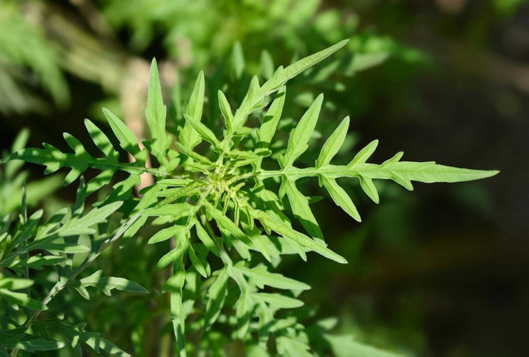 Never ignore these 5 common weeds if they pop up in your yard—they ...