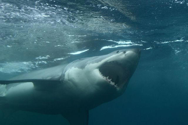 Australia shark bites rise as heavy rain, murky water, and warmer seas ...