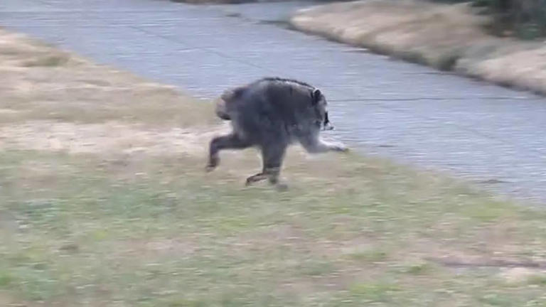 'Jimothy' the deformed Seattle raccoon creeps out residents as vet ...