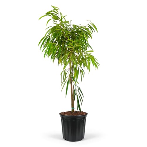 Ficus Alii Tree Form, Ficus Maclellandii – Tropical Indoor Plant, Live Houseplant With Glossy Green Leaves, Air Purifying, Low Maintenance Garden Decor