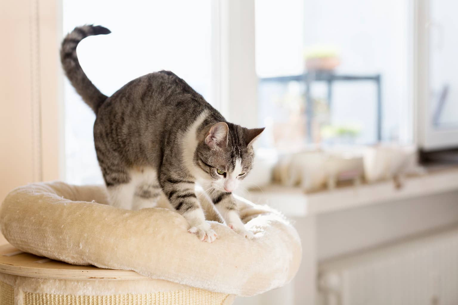 Why Do Cats Knead? The Sweet Reason Behind Your Cat’s 'Making Biscuits' Habit