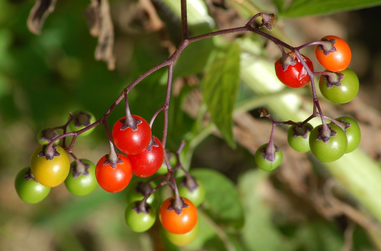 Image of bittersweet nightshade berries.