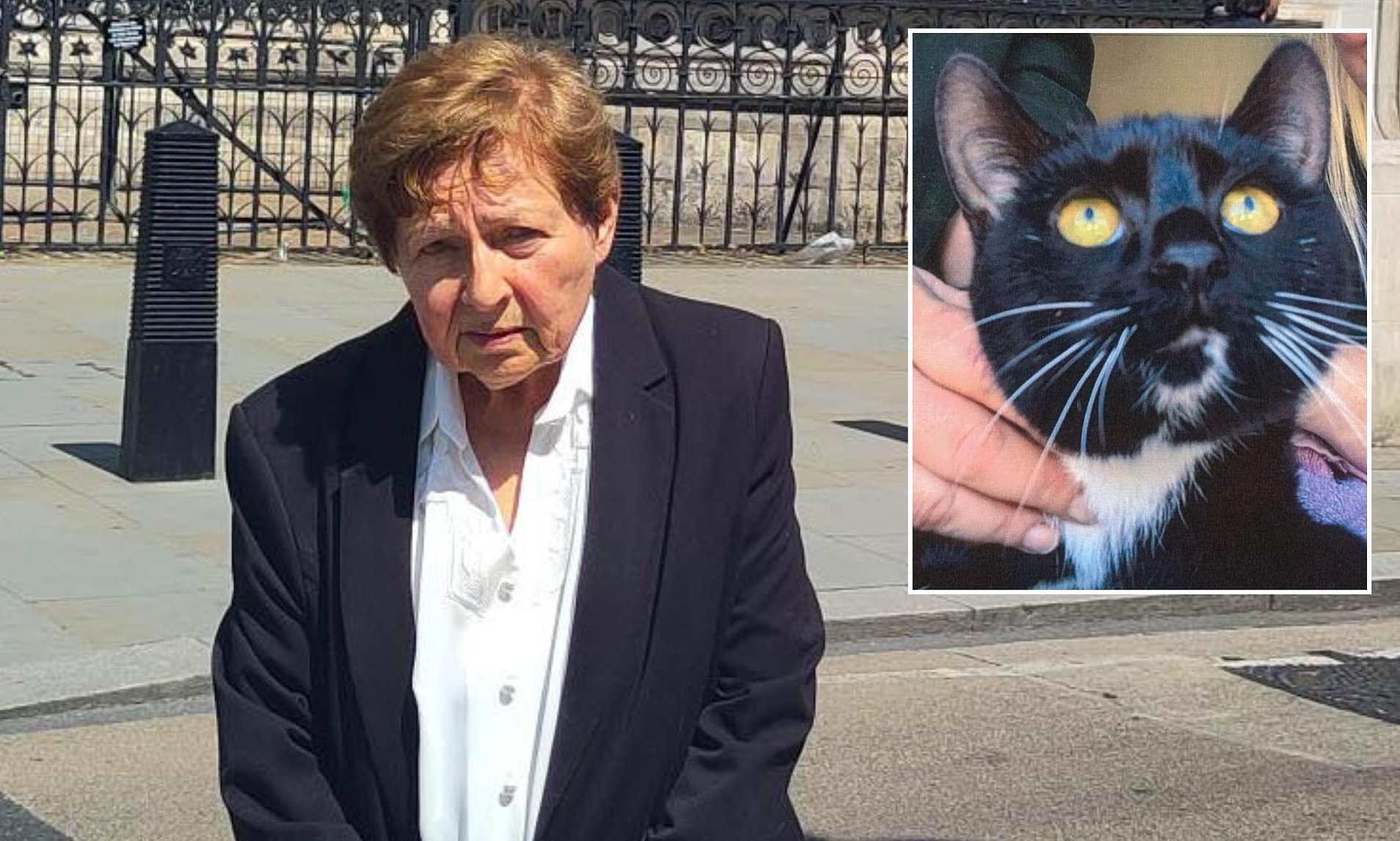 Ex-lawyer in High Court cat fight with RSPCA and Met Police over her beloved pet moggy, named Rita