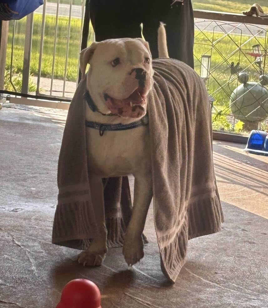 Deaf Pup Waits By Shelter Window — Until The Perfect Family Finds Him