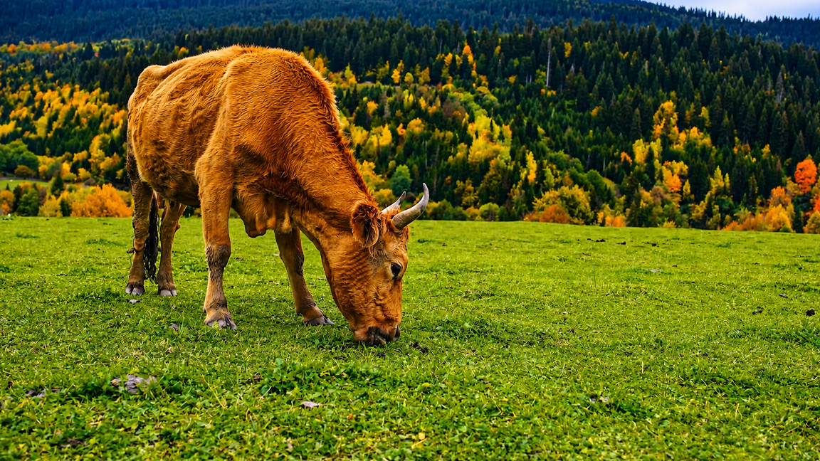 A peaceful cow grazing in autumn meadows