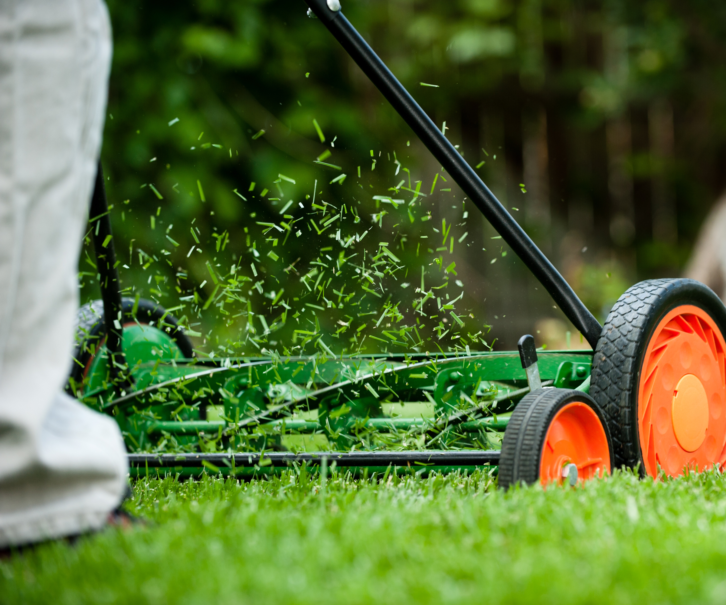 A gardener is mowing a lawn with a push mower, and the grass clippings fly through the air