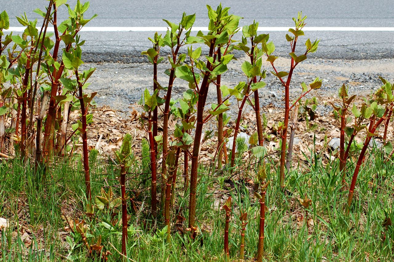 Japanese knotweed (image) is a Godzilla weed. You'll know why if you've ever tried to fight it.