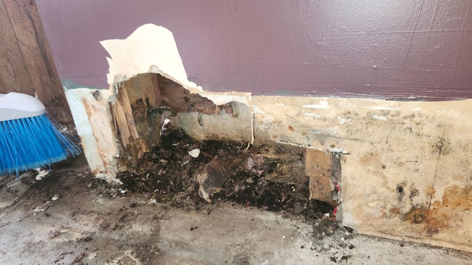 When the Dodges opened up walls, they found rotted wood and bug infestations. This photo is of a wall in their living room before renovations. - Courtesy Molly Dodge