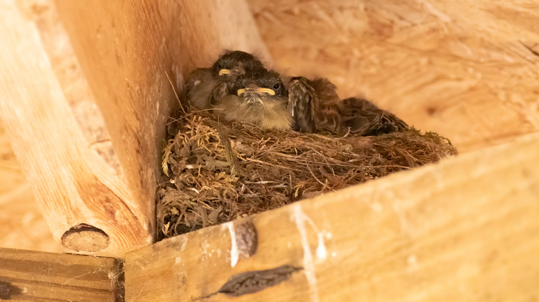 Stop birds from building nests on your porch with these repurposed household items