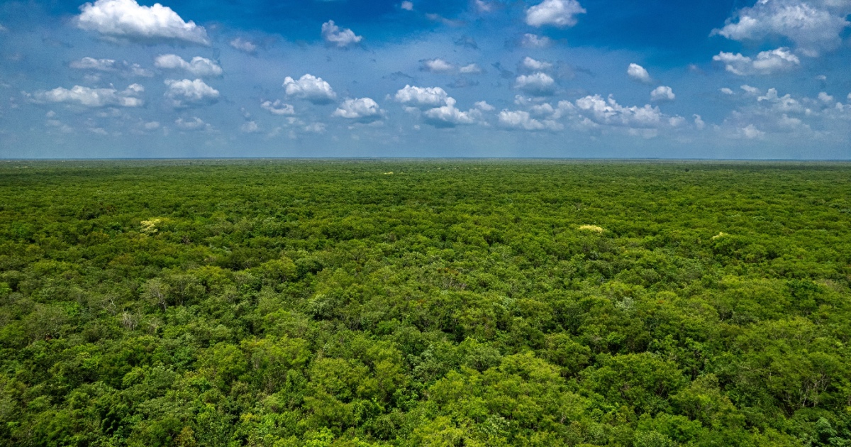 Lost Maya City Emerges From Mexico's Jungle After Centuries