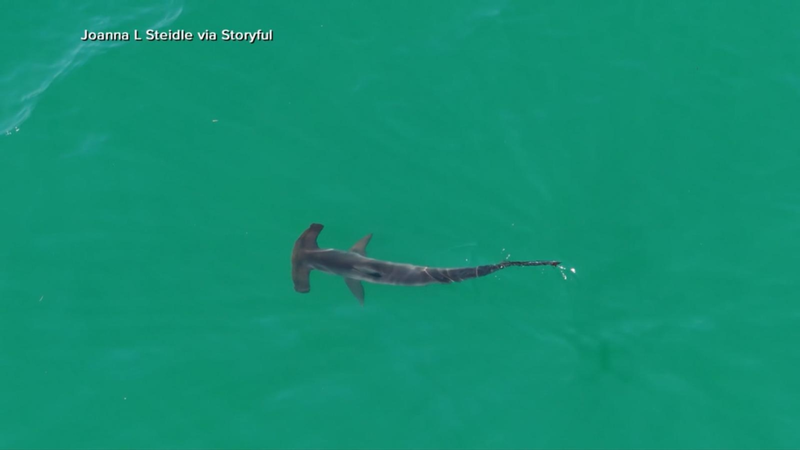 Shark sightings close East Coast beaches