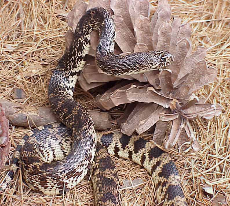 The ‘Head-Starting’ Method Saving One of America’s Rarest Snakes
