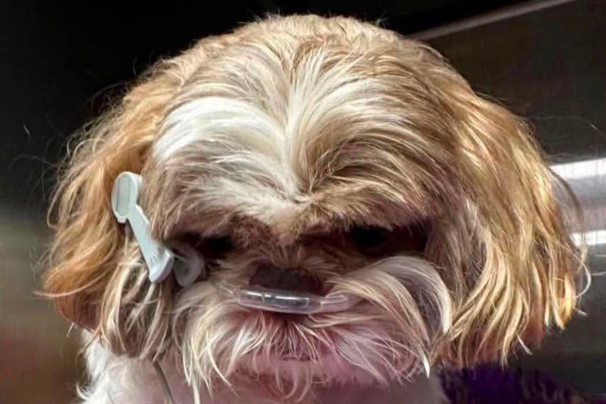Postman kicked dog to death 'like a football', owner says