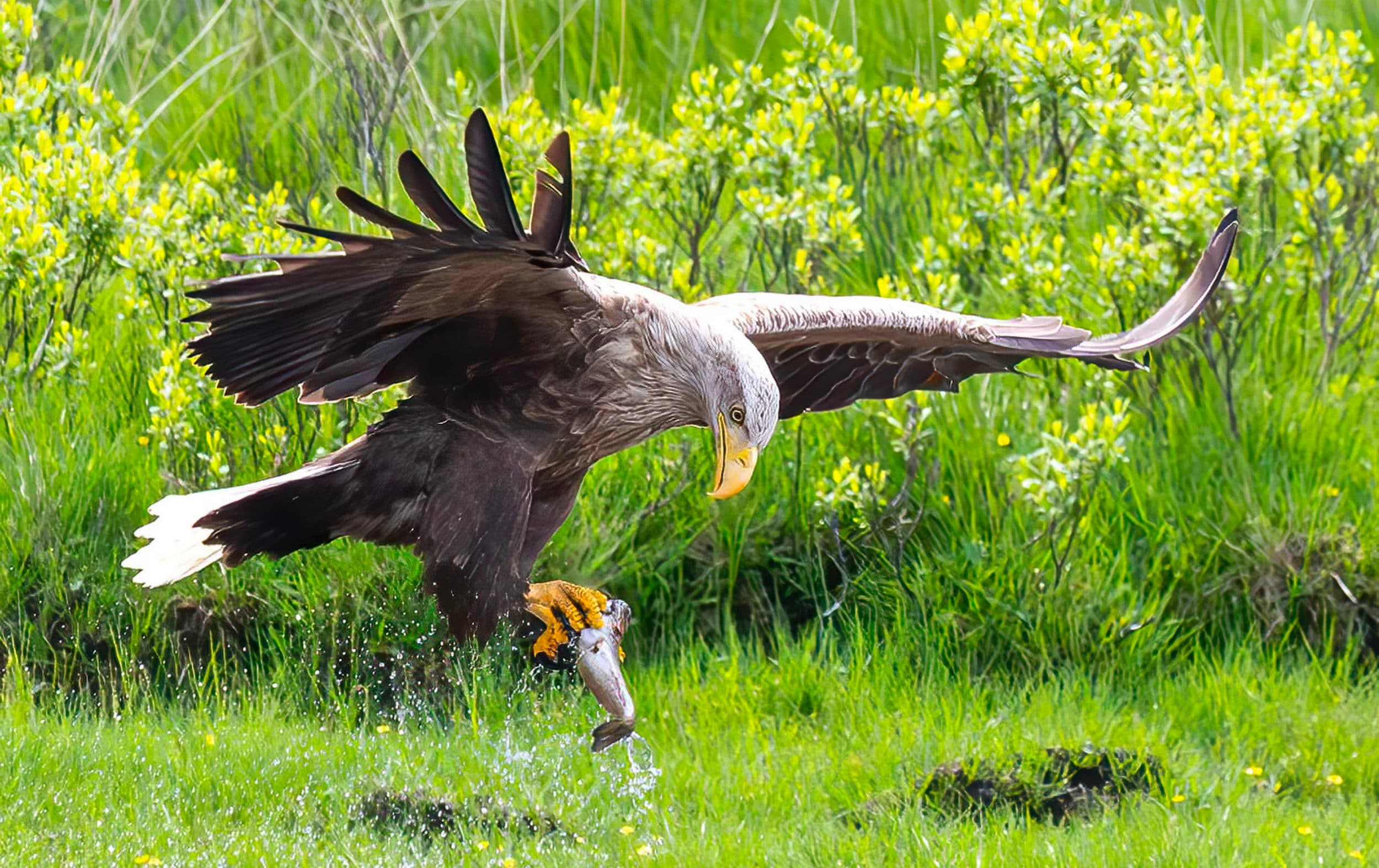 A sea eagle swoops and snatches a fish out of Loch Shiel, Scotland, 20 June 2026